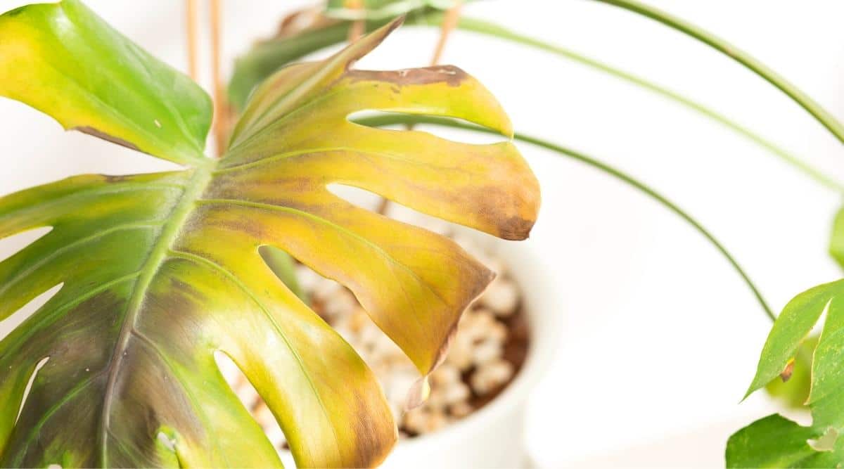 Bad swiss cheese plant lighting making leaves yellow? Fix your plants light problems with these easy steps now.