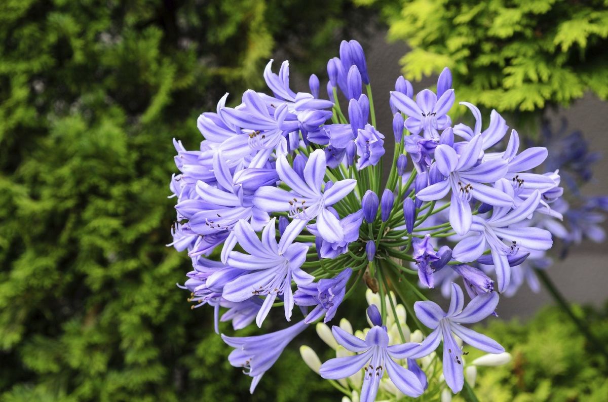 Fertilizing agapanthus plants: How to do it right? Get more amazing blooms with these easy tips!