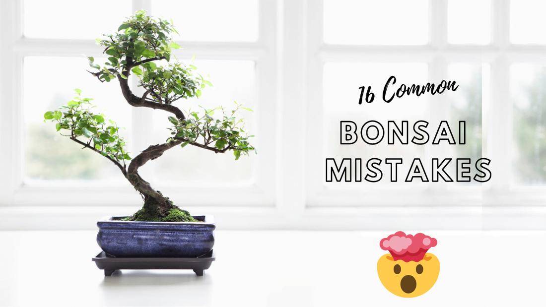 Want to repot bonsai correctly this time? (Get expert advice and avoid these mistakes)