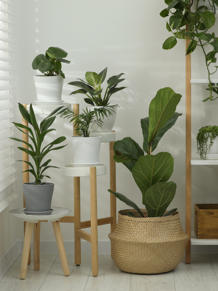 Clearance plant stands: How to pick the perfect stand?