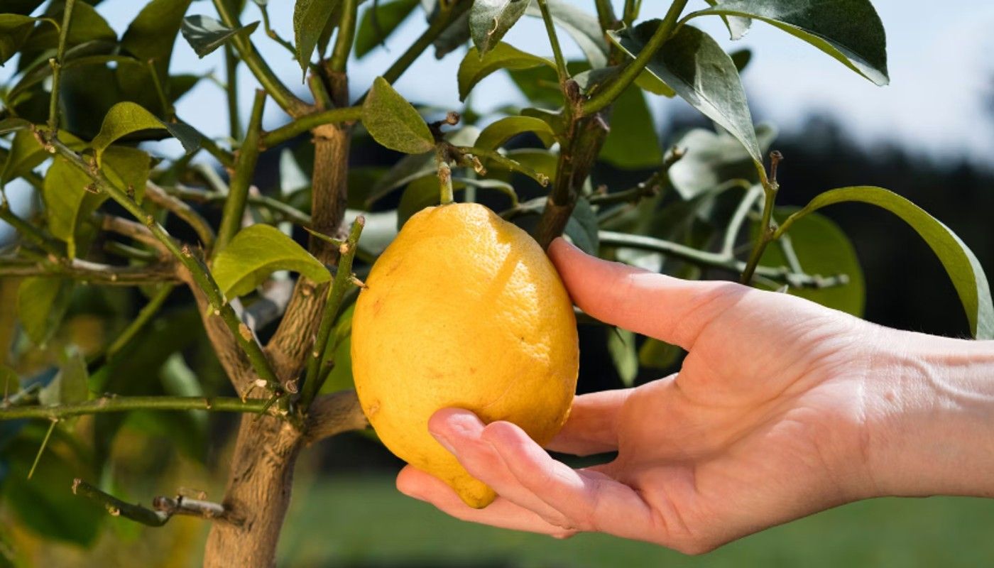 Figuring out when to fertilize a meyer lemon tree: Our top tips for a healthy citrus.