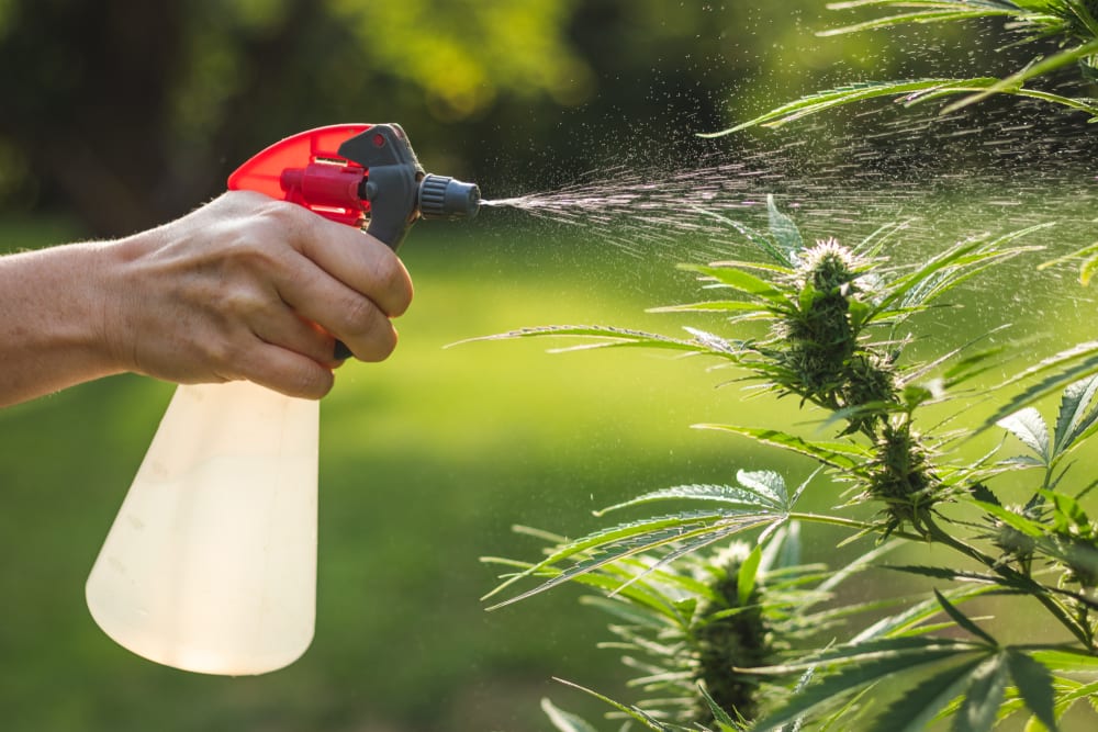 Which best cannabis pesticide works wonders? We reveal the top secrets for your amazing grow.