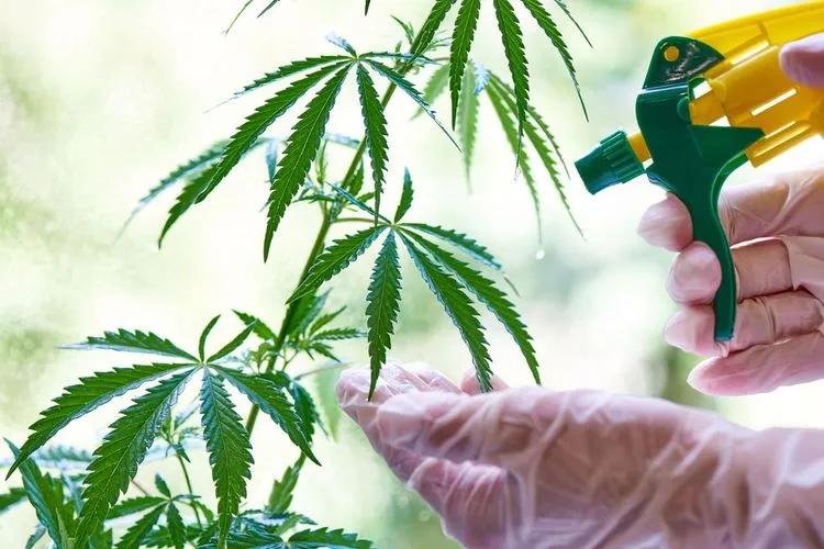 The best pesticide for cannabis explained: Simple organic options to keep your plants thriving safely.