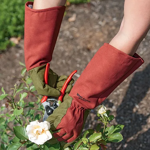 Choosing the best gloves for rose gardening (Simple tips for maximum hand protection outdoors)