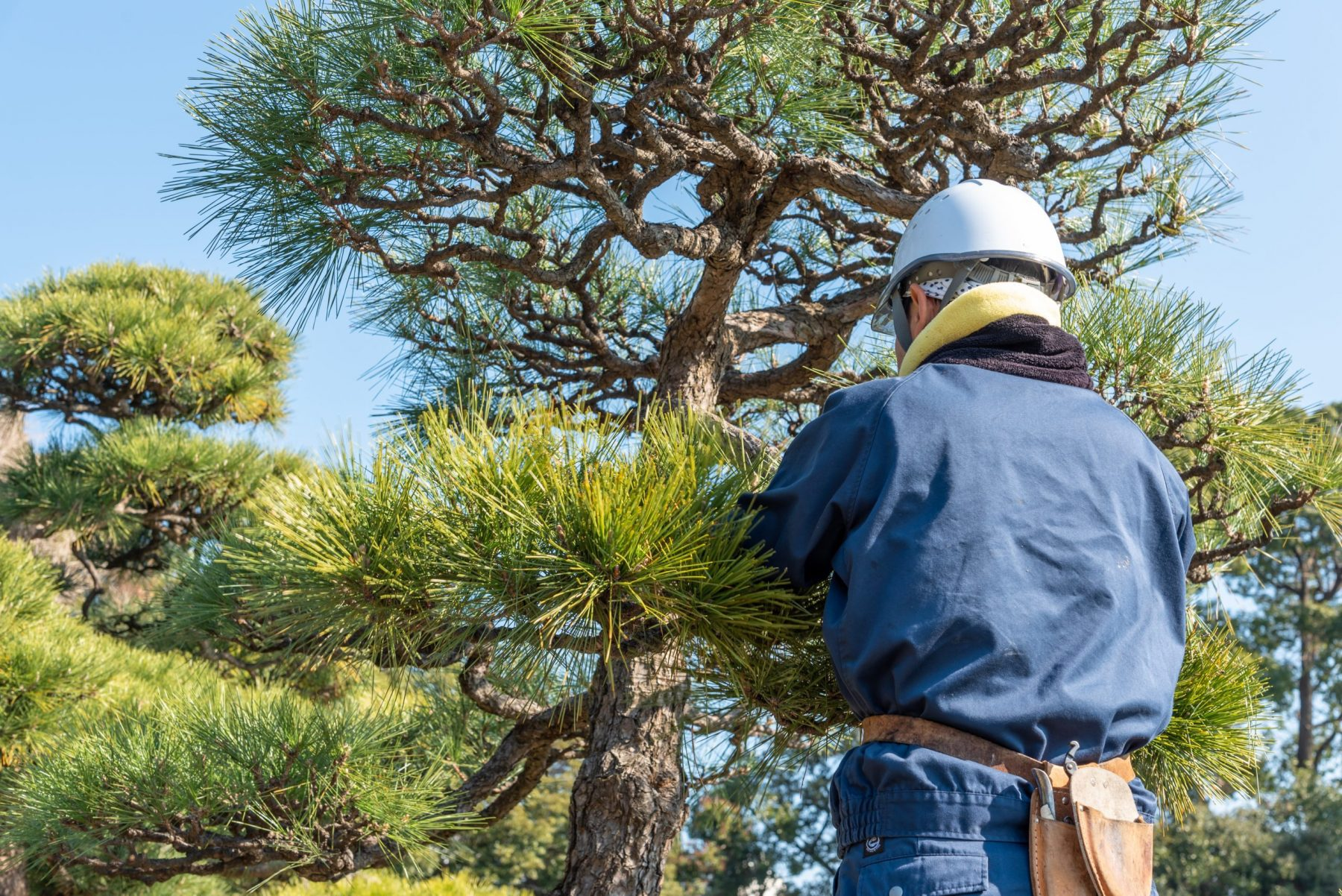 How to handle pruning pine trees lower branches safely? Follow our simple guide for great results every time.