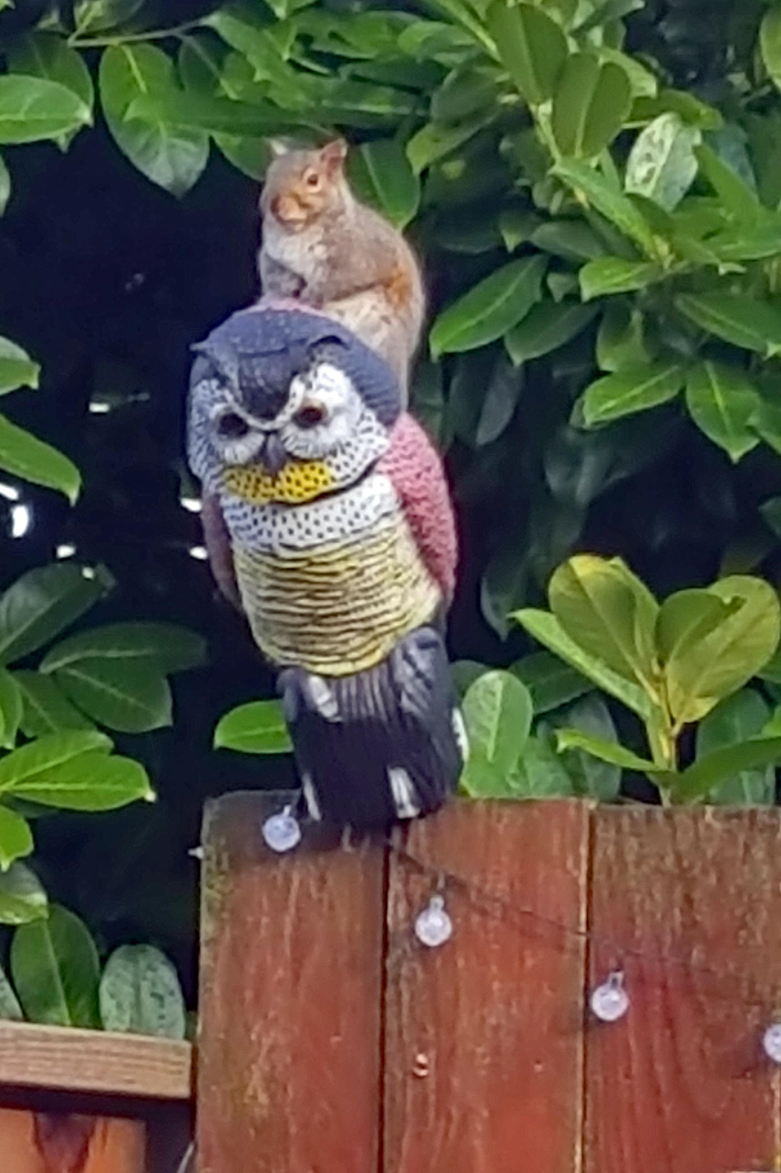 Does a fake animal to scare squirrels actually work long term? Real user reviews on their effectiveness.