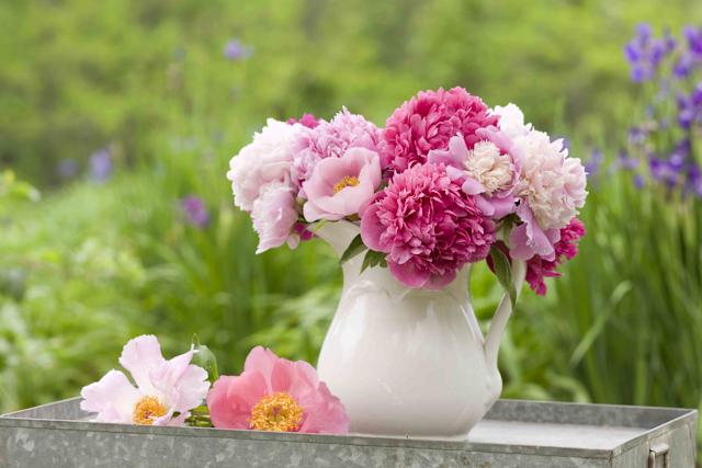 How to care for peonies after they bloom (Expert secrets for a stunning flower display always).