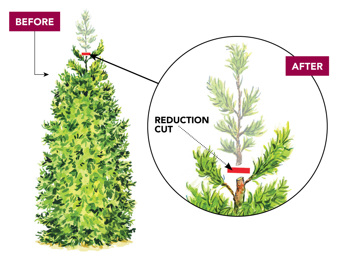 When should you be pruning arborvitae? Find out the best time for great results.