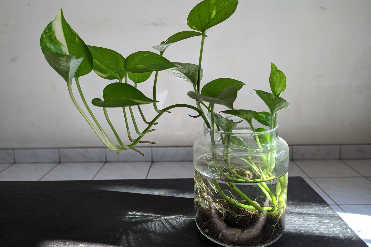 Soil vs No Soil: Whats Best for Your Water Plants at Home?