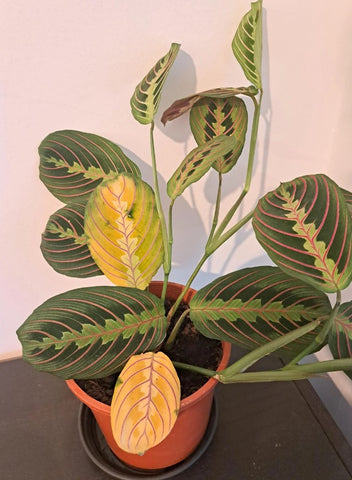 Common care of prayer plant problems solved (Fix yellow leaves and brown tips easily now)