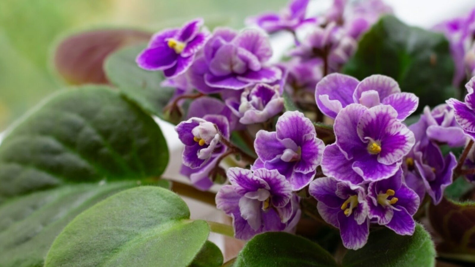 Need help with miniature african violets care? Avoid common mistakes for healthy blooming tiny plants.
