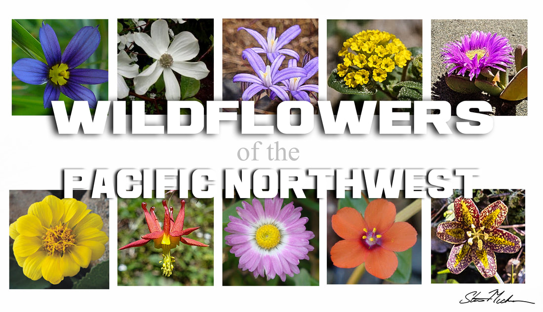 Why are flowers of wa so special? Learn about their unique adaptations.