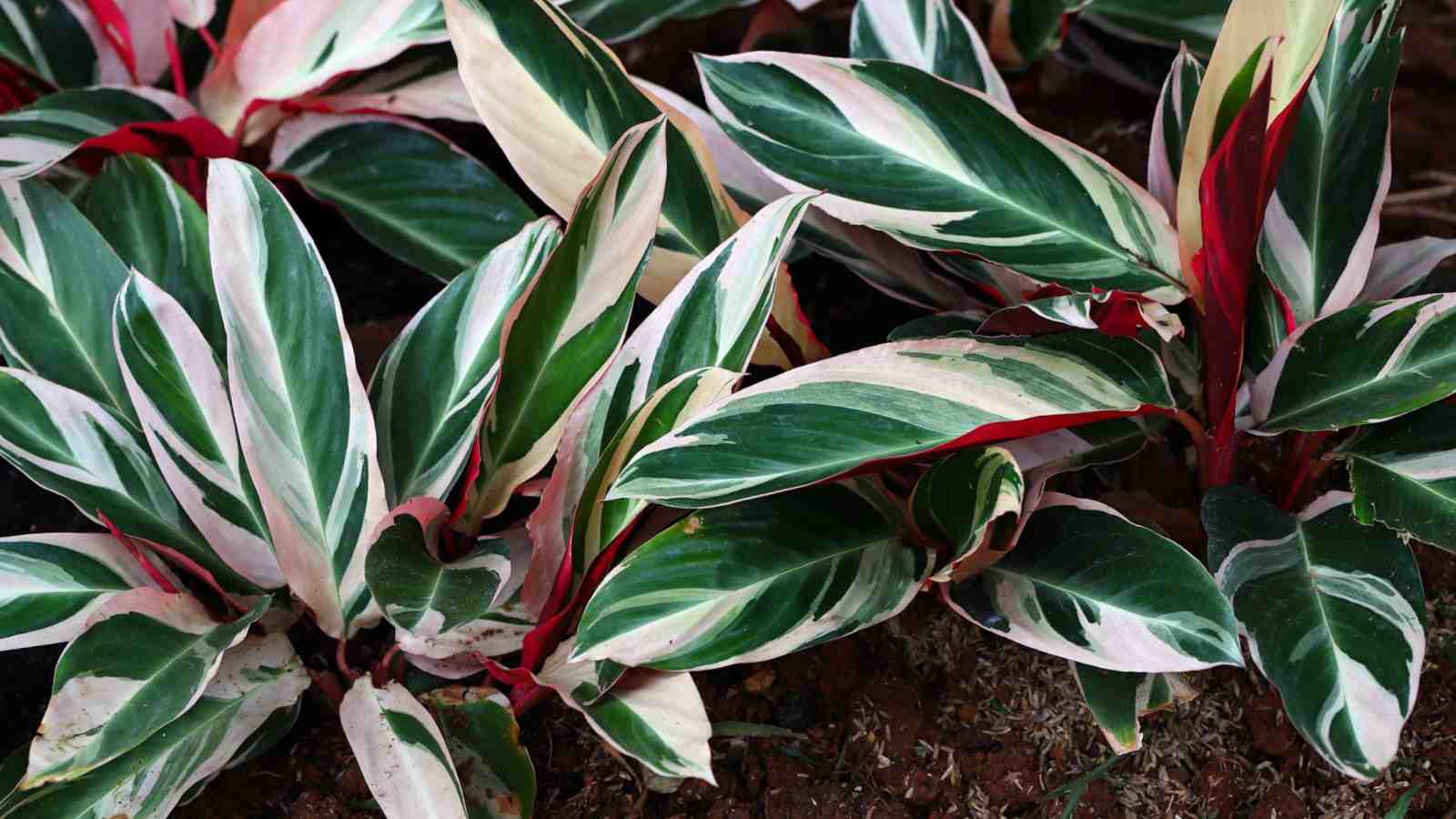 Why is stromanthe triostar soil important? Get the right foundation for stunning plant growth.