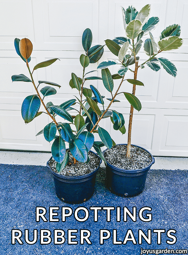 Is it time you learned how to repot a rubber tree plant? Our beginner tips make it super easy.