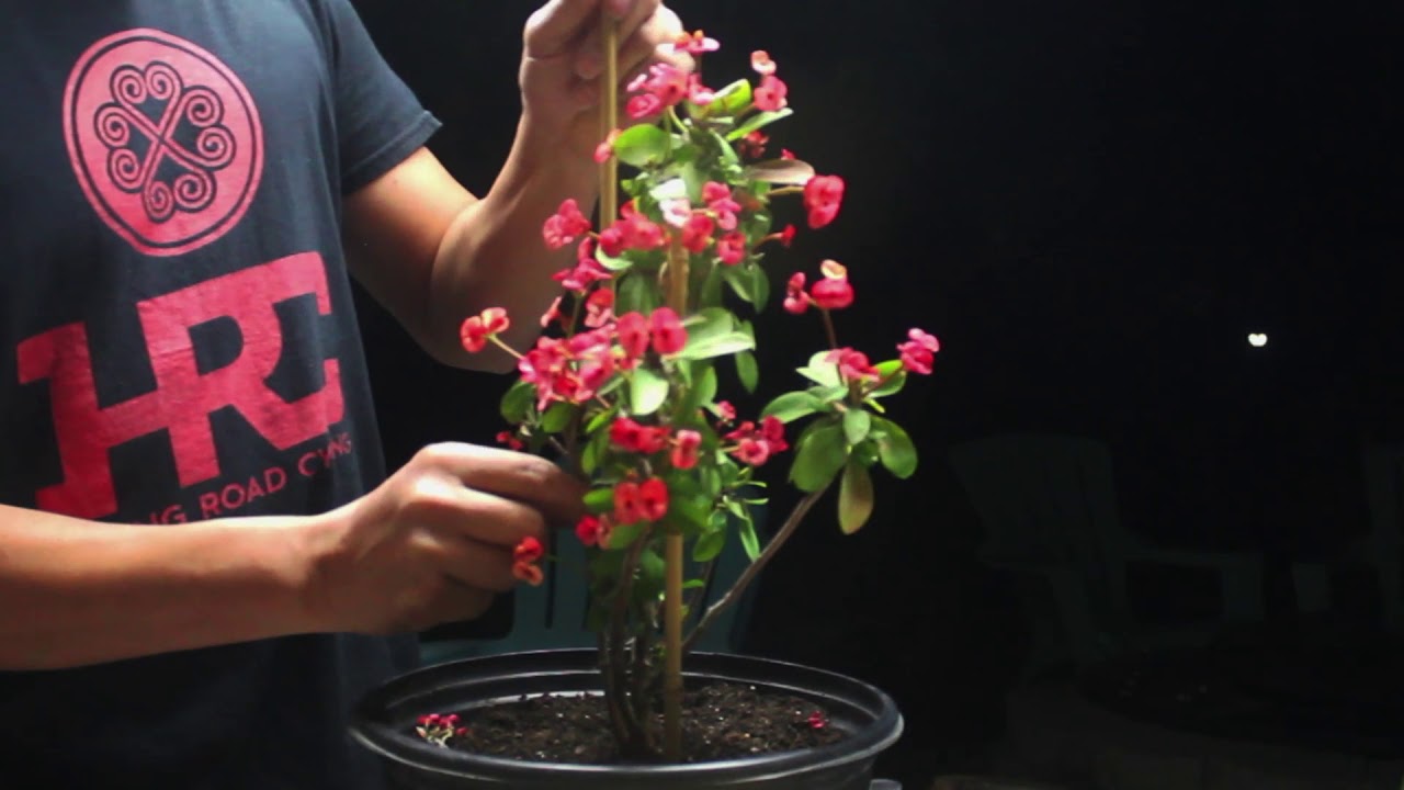 How to do pruning crown of thorns? Master these simple steps for a truly vibrant plant!