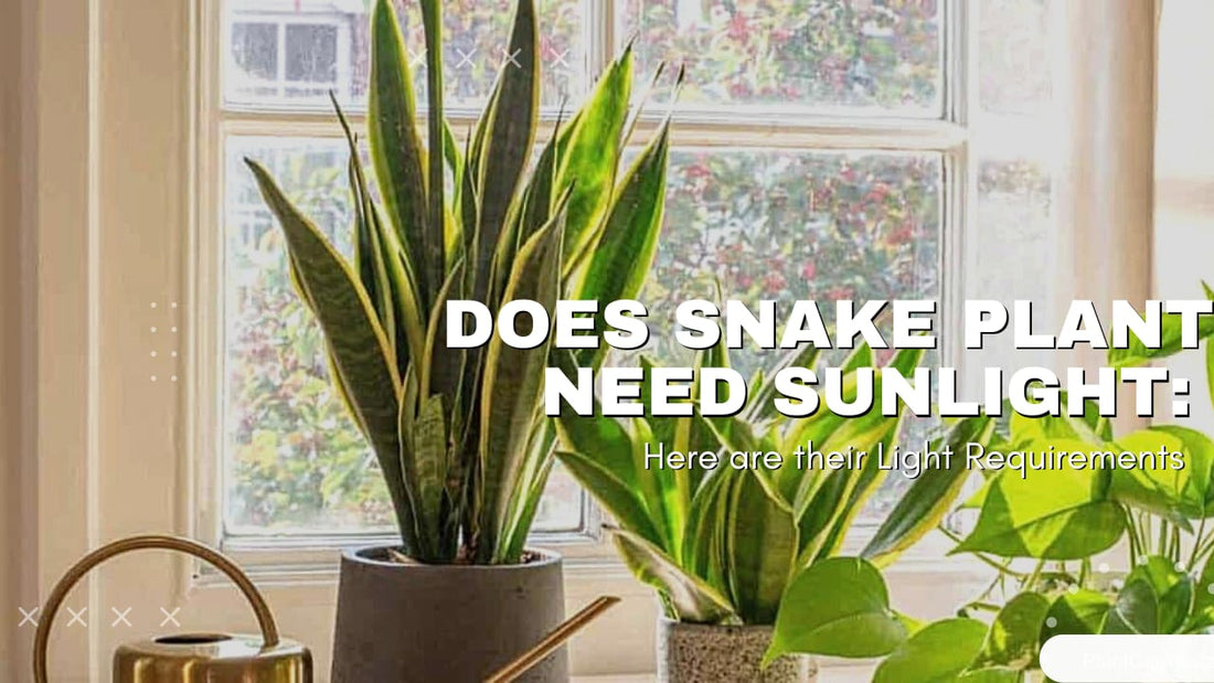 Sunlight and snake plants: How much light do they really need?