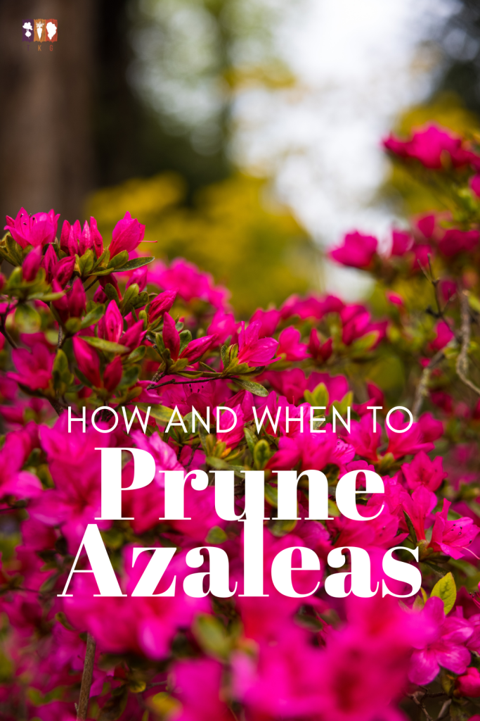 How to do hard pruning azaleas correctly? (A simple guide to rejuvenating your old, woody azalea shrubs)