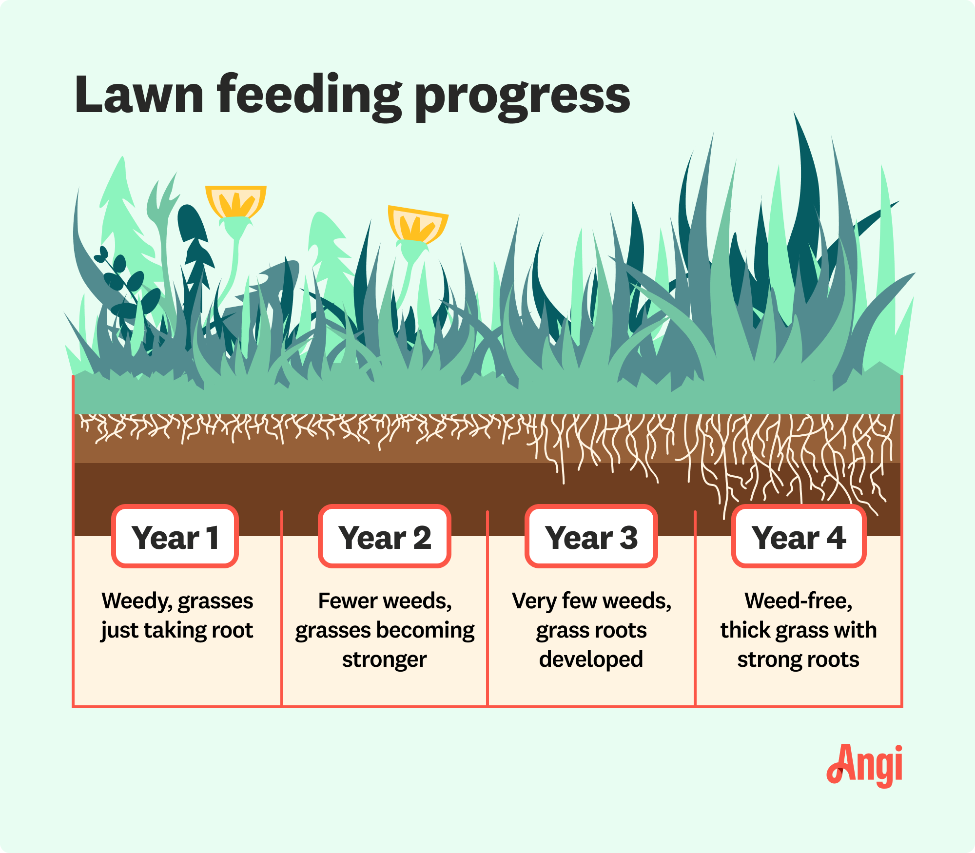 Should I fertilize before or after seeding lawn? A simple answer for your lawn care routine.