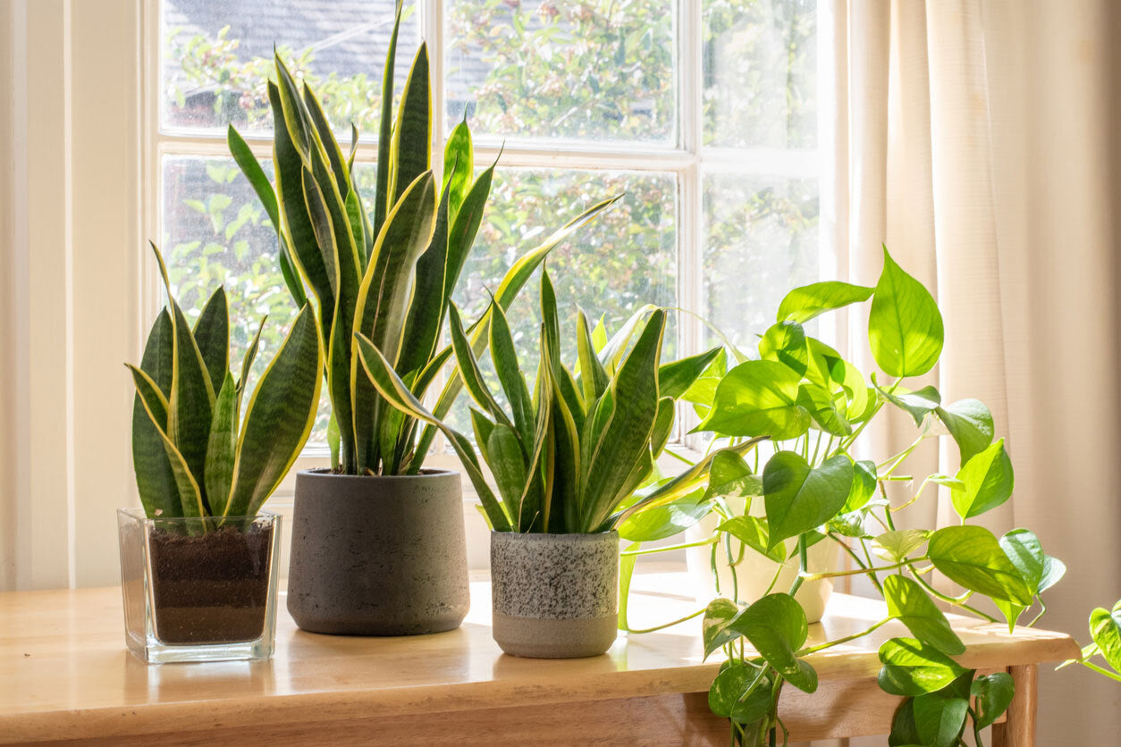 Indoor tree indirect light requirements? Learn 3 key tips for healthy growth.