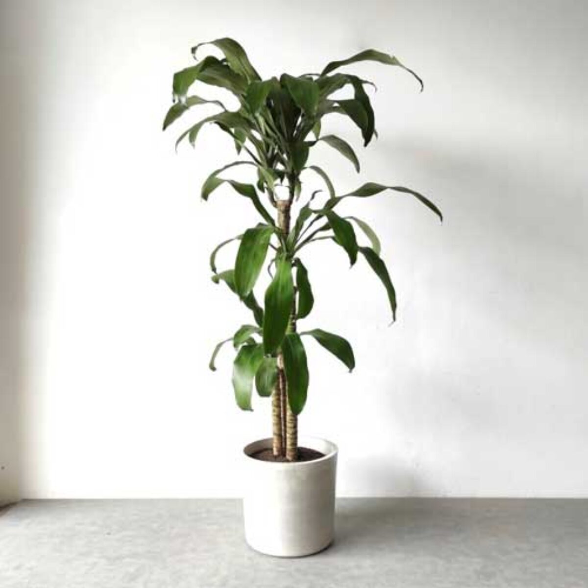 Dracaena Fragrans Repotting Guide: What Soil and Tools You Really Need!