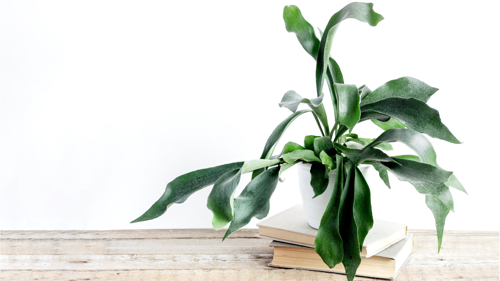 Getting staghorn fern lighting right indoors? (This essential guide will show you how to succeed)