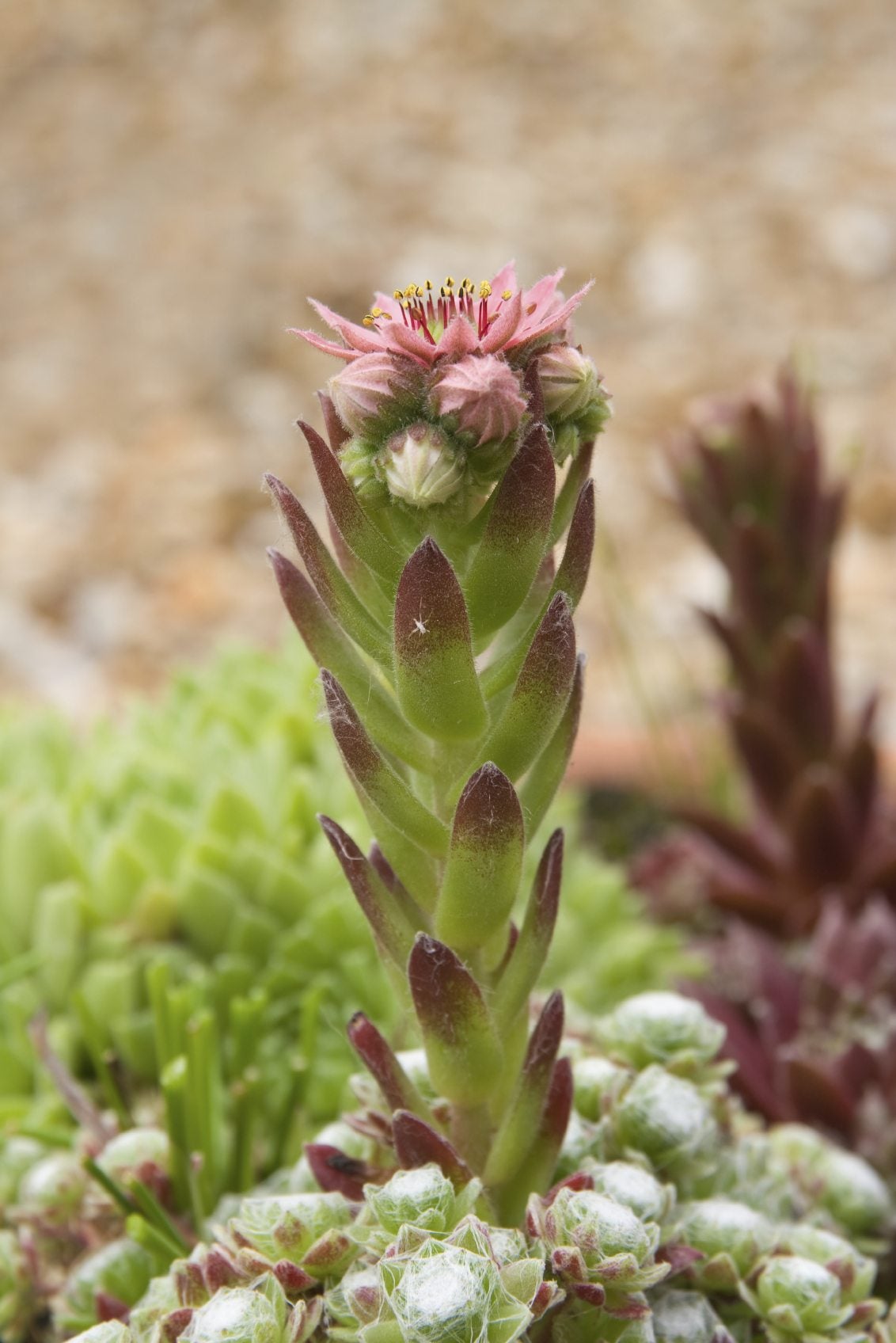 Hens and chicks with flowers: why are they so popular? (Discover their blooming beauty!)