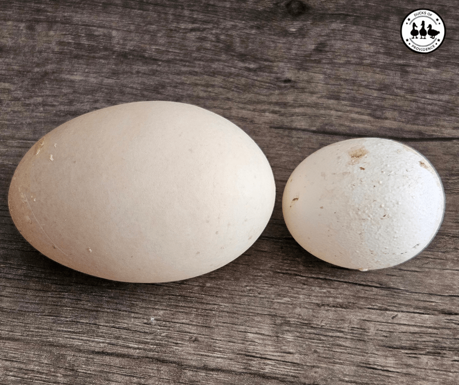Whats so special about fertile duck eggs? Learn why they are a popular choice for many.