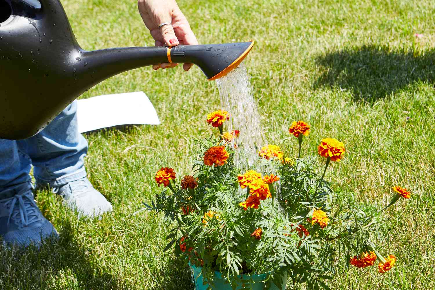 Which orange watering can is best? (Easy tips to choose the right one for your plants)