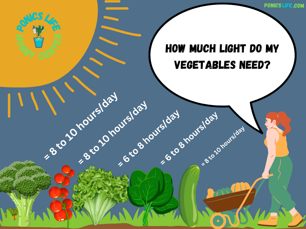How much sun do they need, should seedlings be in direct sunlight? A quick and simple guide for beginners.