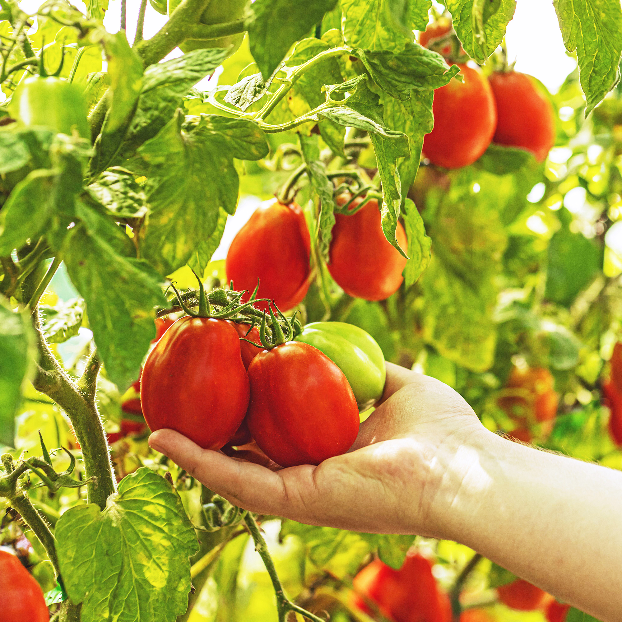 Get better tomatoes with fertilizer with calcium for tomatoes. (Grow juicy fruits this season)