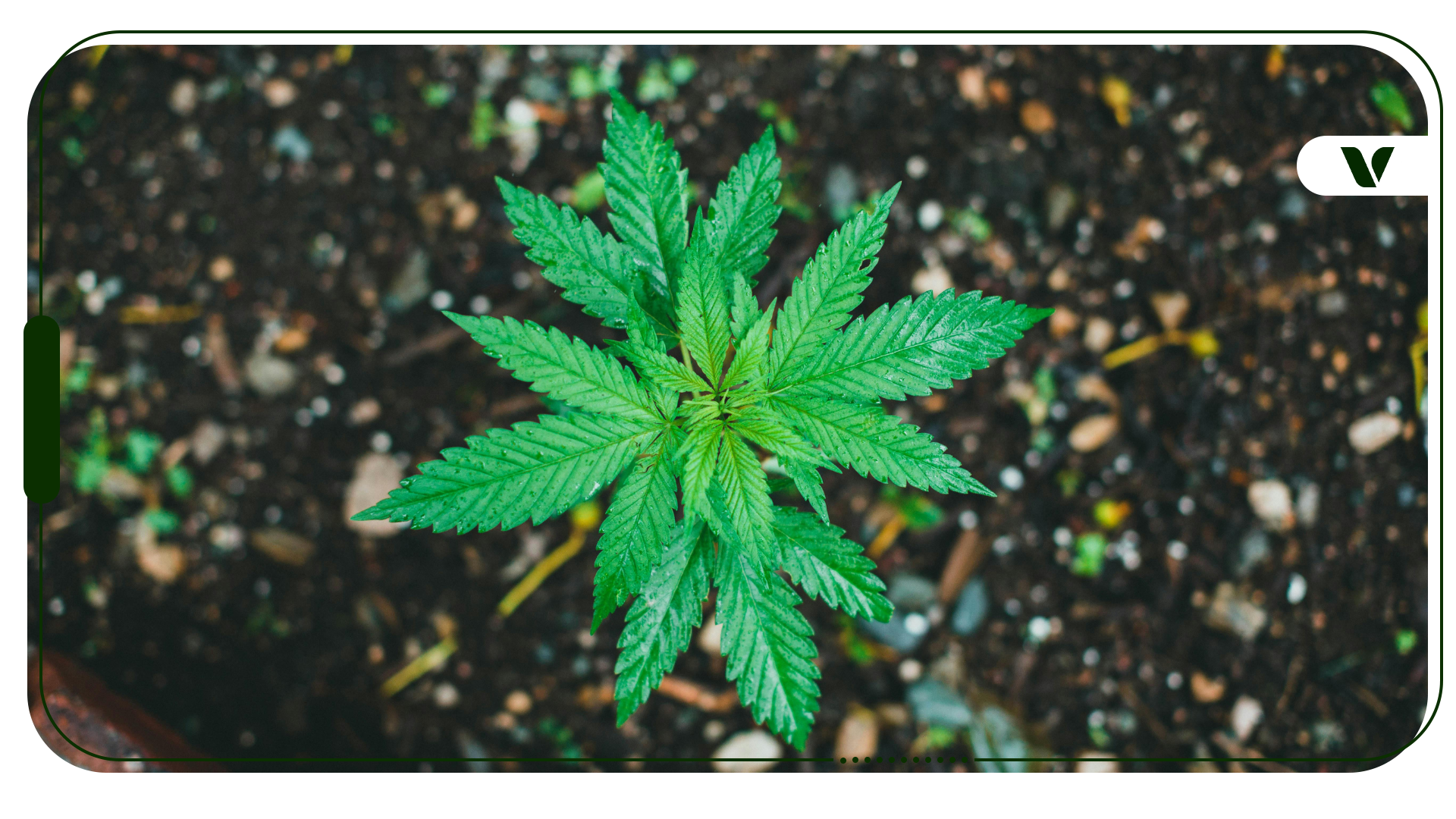 What fertilizer ratio for cannabis do experts recommend? Follow their advice for a better harvest.