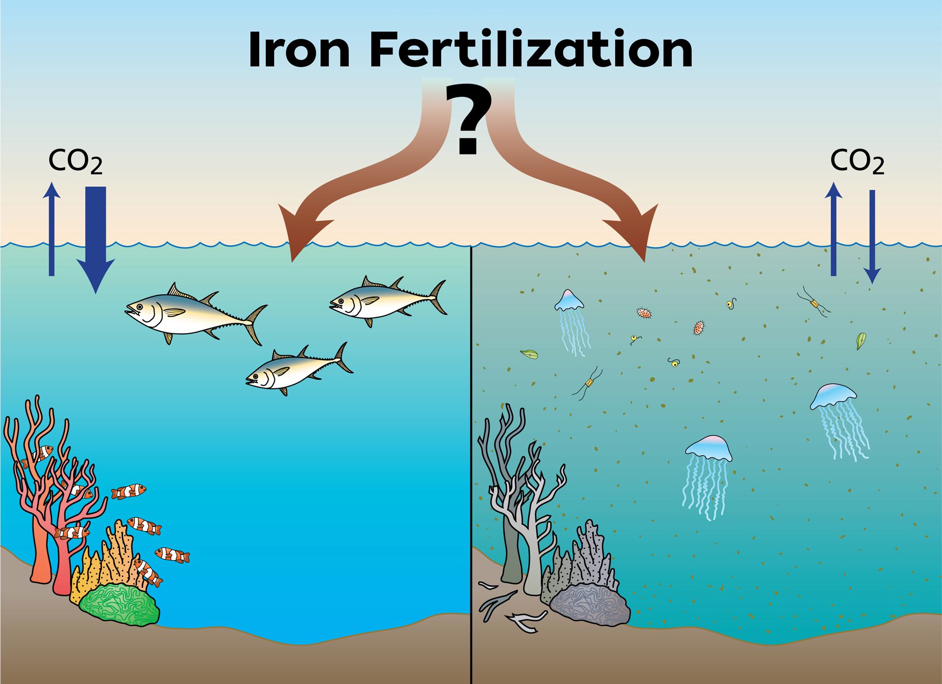 What do you need to know about fertilization island? (A simple guide to this amazing ocean feature)
