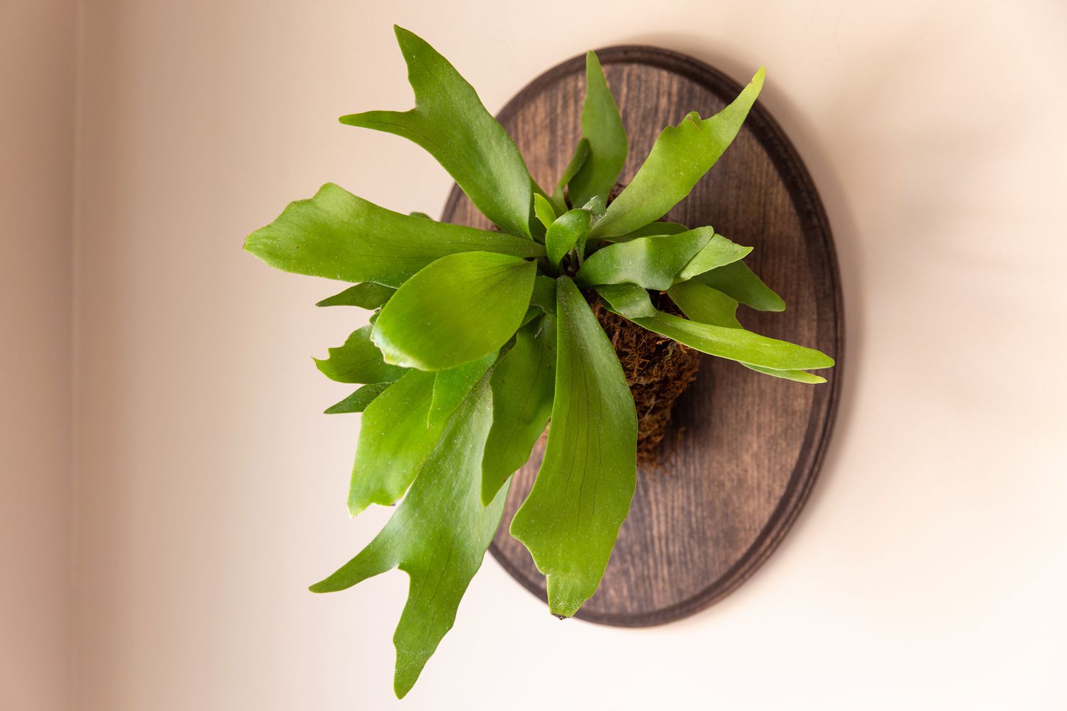 Getting staghorn fern lighting right indoors? (This essential guide will show you how to succeed)