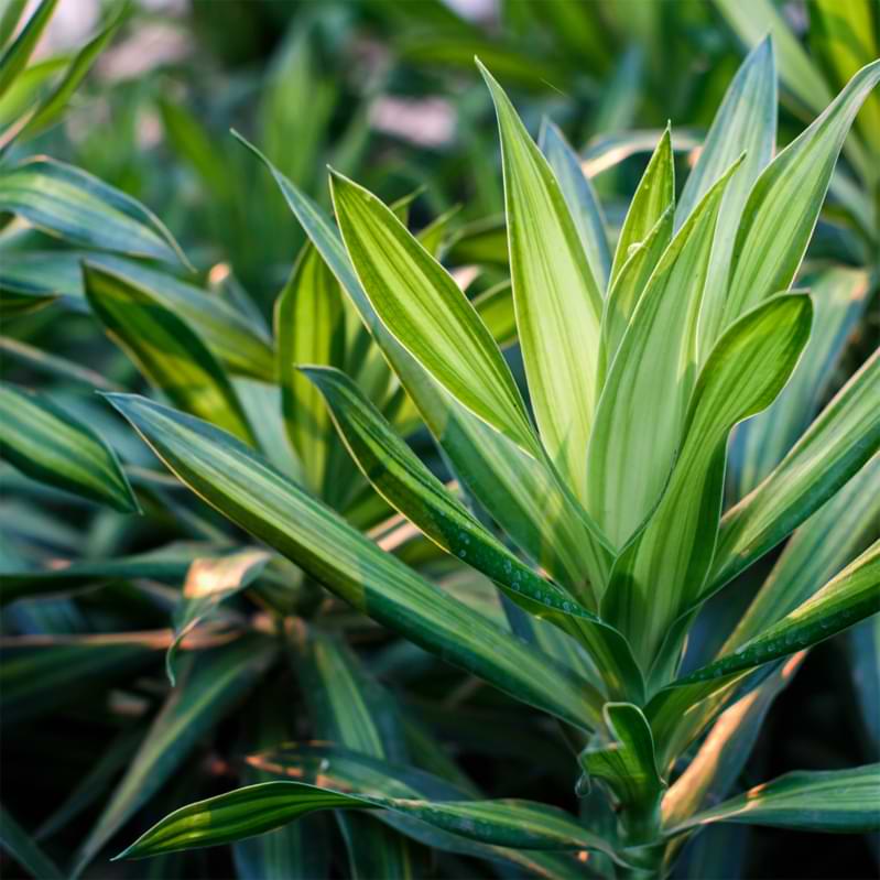 How to do repotting dracaena for beginners? (Follow our easy steps for a healthy plant)
