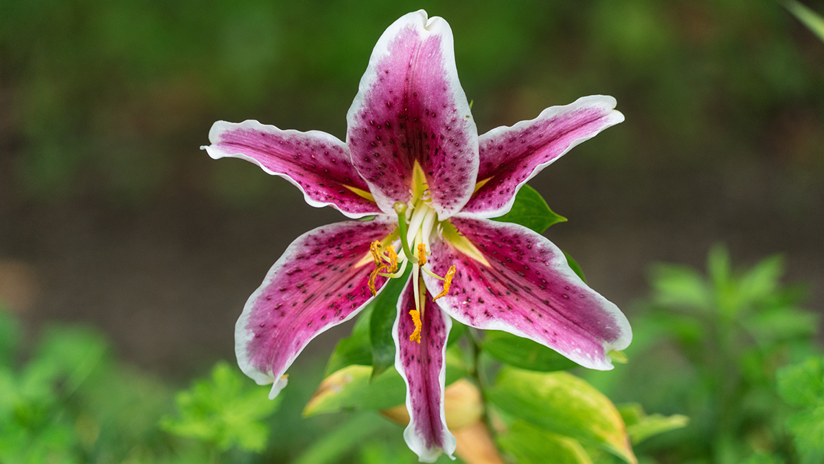 Why do we talk about flowers meaning resilience? Learn what makes these special plants so strong.
