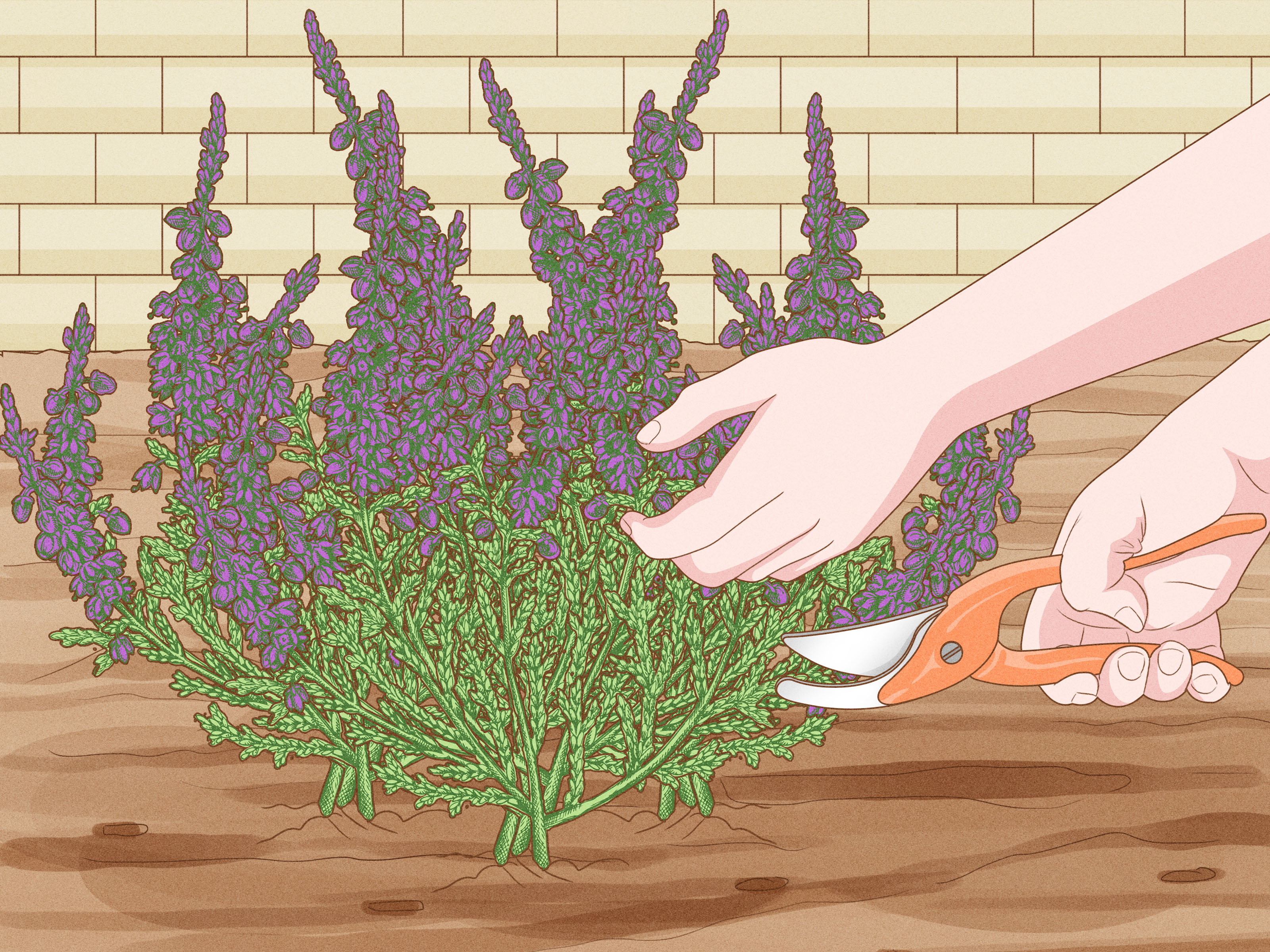 How to do pruning heather correctly (follow these simple steps for a healthy, bushy plant)