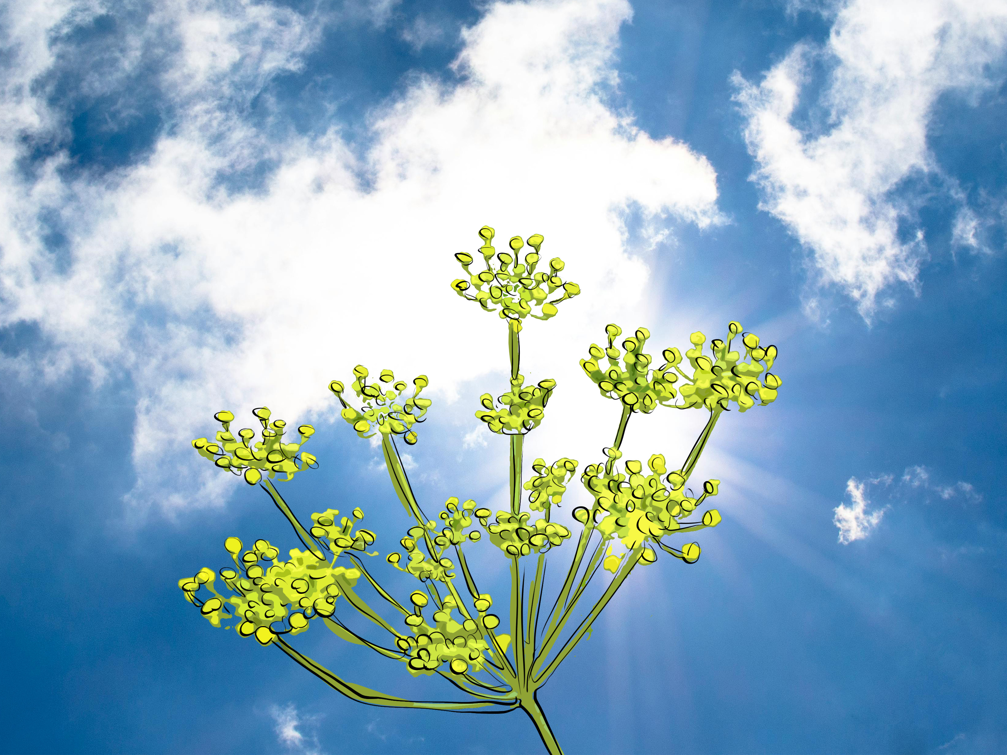 Why do we talk about flowers meaning resilience? Learn what makes these special plants so strong.