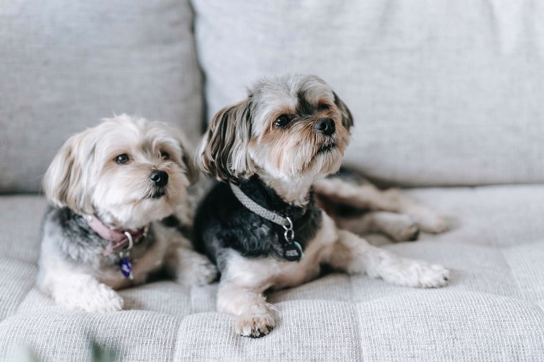 Is demon pesticide for fleas safe? (What you should know before using it with pets and kids)
