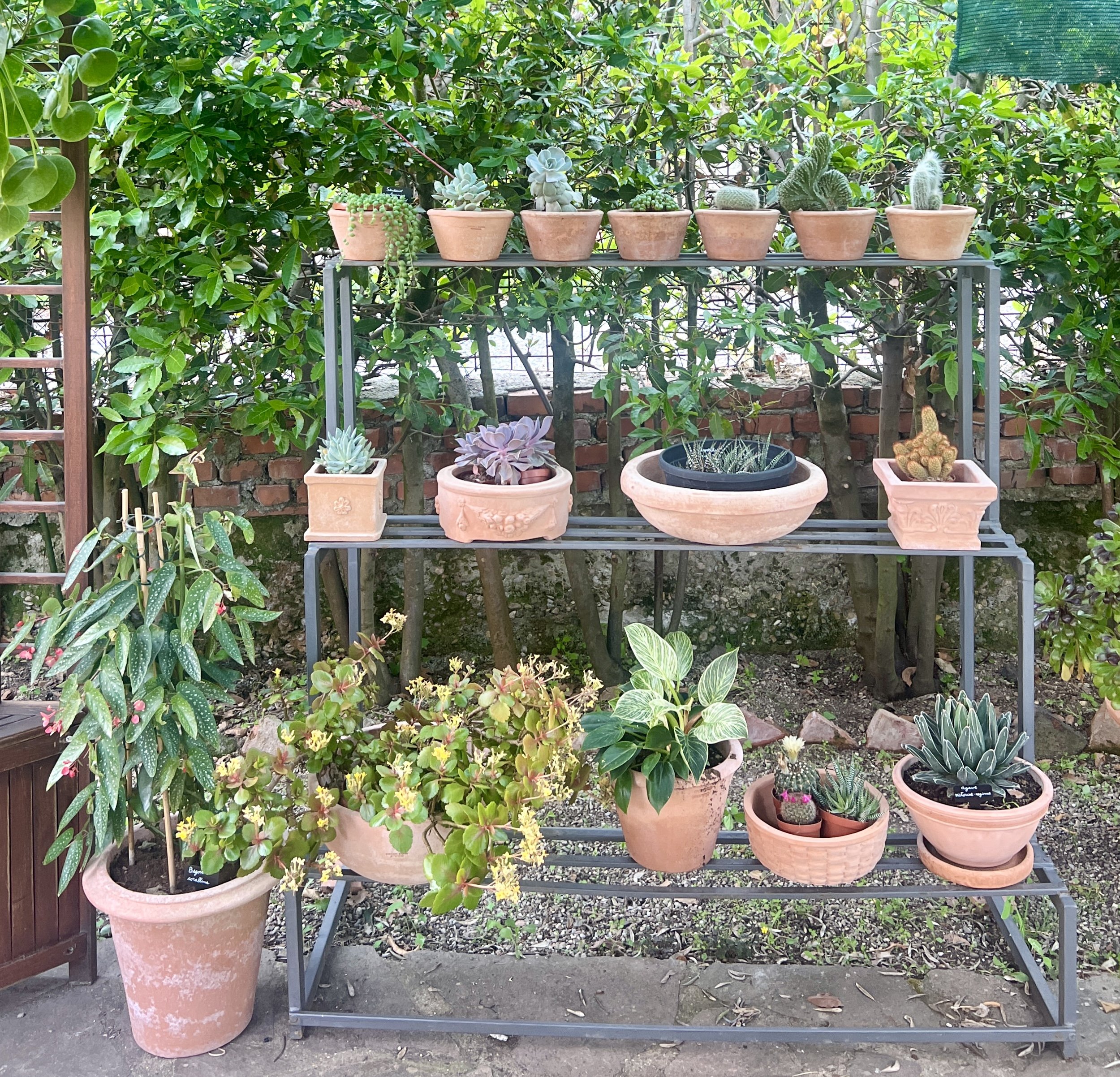 Choosing your plant stand terra cotta (simple guide to pick the perfect one for any plant).
