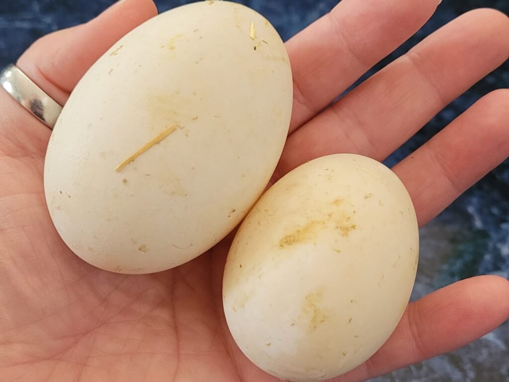 Whats so special about fertile duck eggs? Learn why they are a popular choice for many.