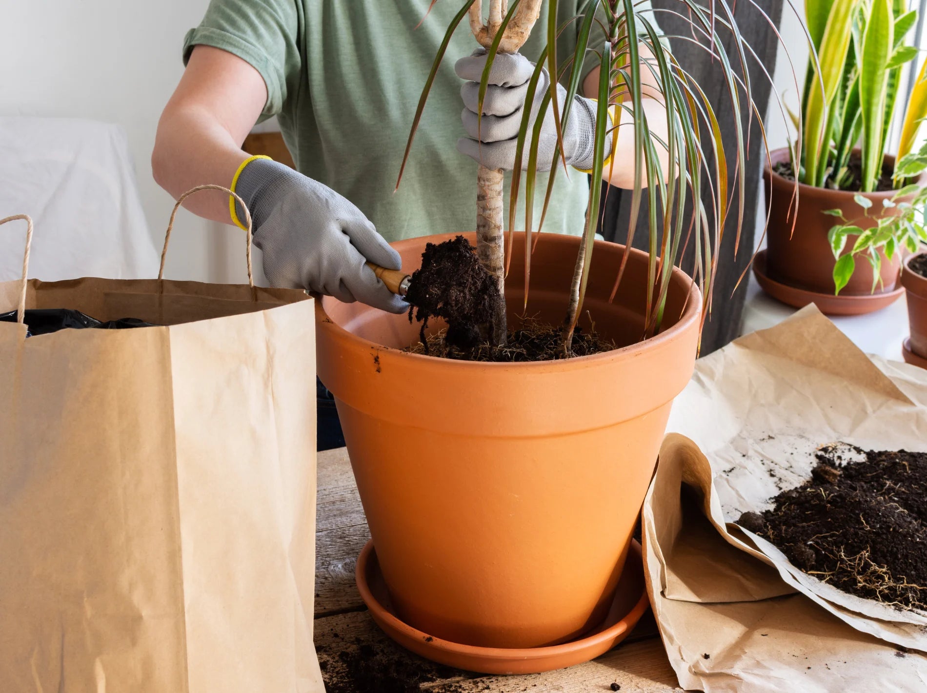 How to do repotting dracaena for beginners? (Follow our easy steps for a healthy plant)