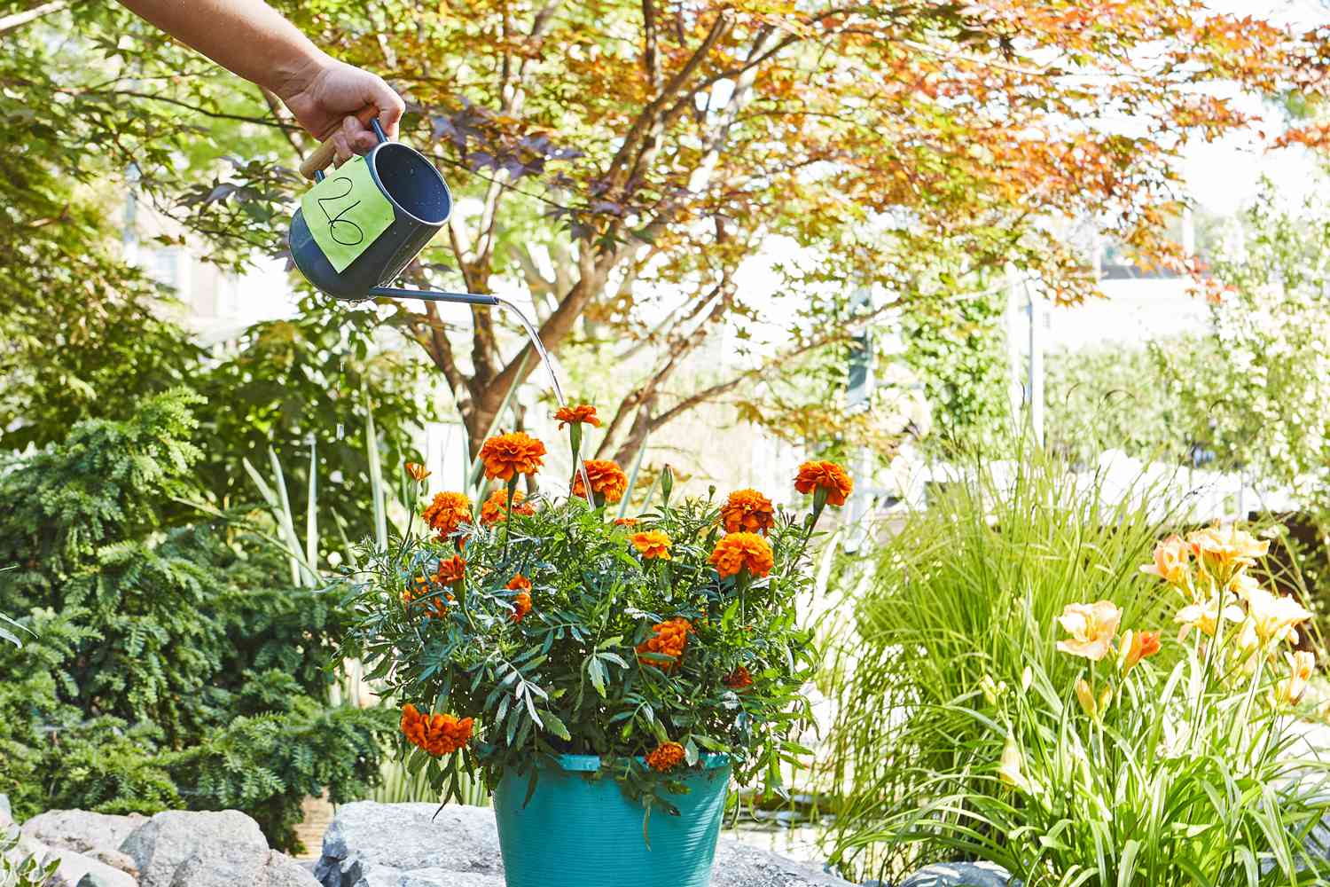 Which orange watering can is best? (Easy tips to choose the right one for your plants)