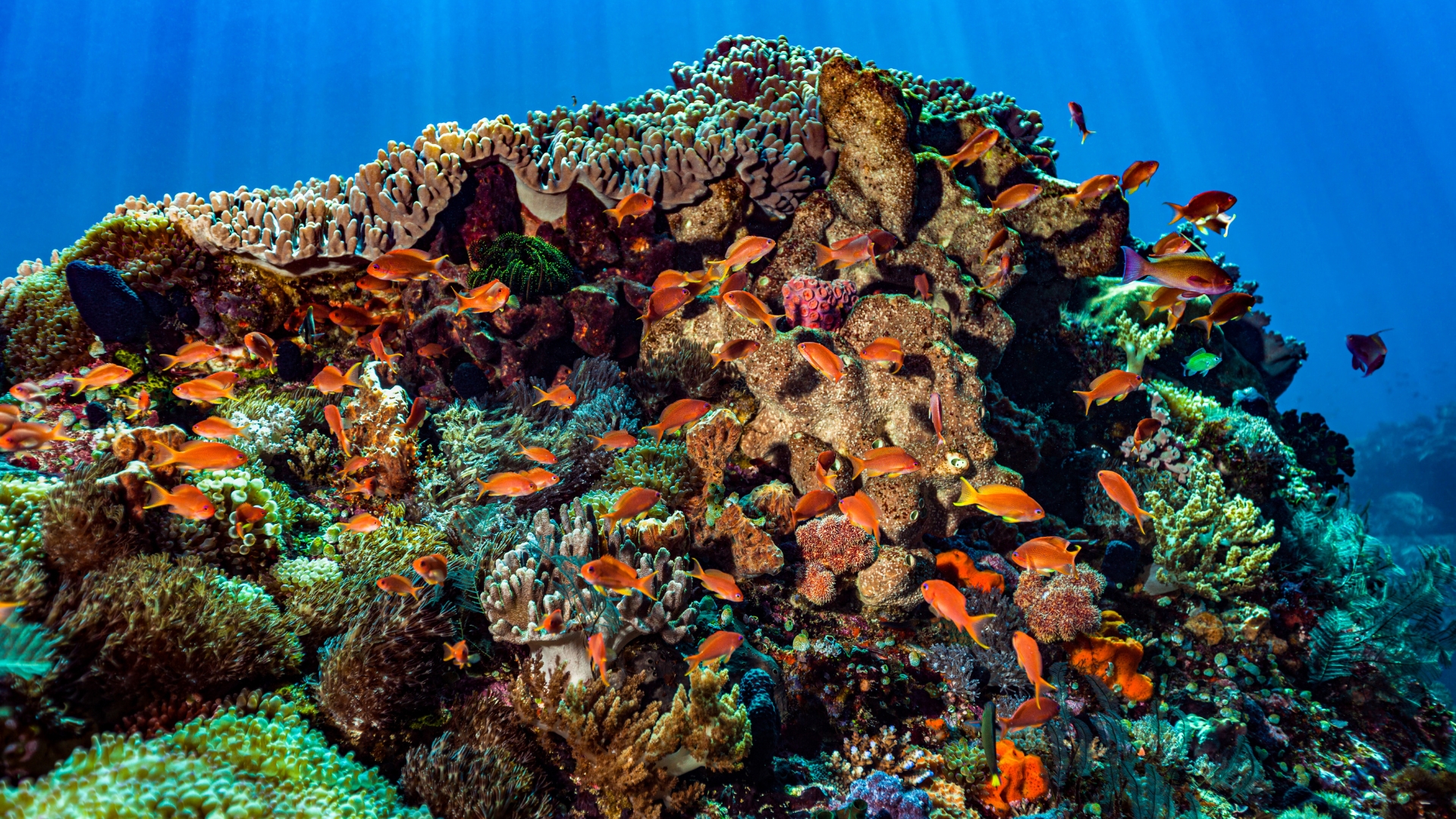 Is coral pesticide a big deal? (Find out its real dangers to sea life)