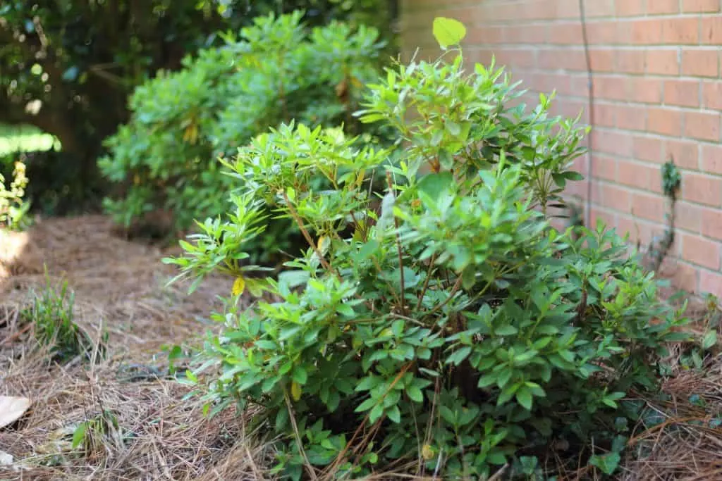 How to do hard pruning azaleas correctly? (A simple guide to rejuvenating your old, woody azalea shrubs)