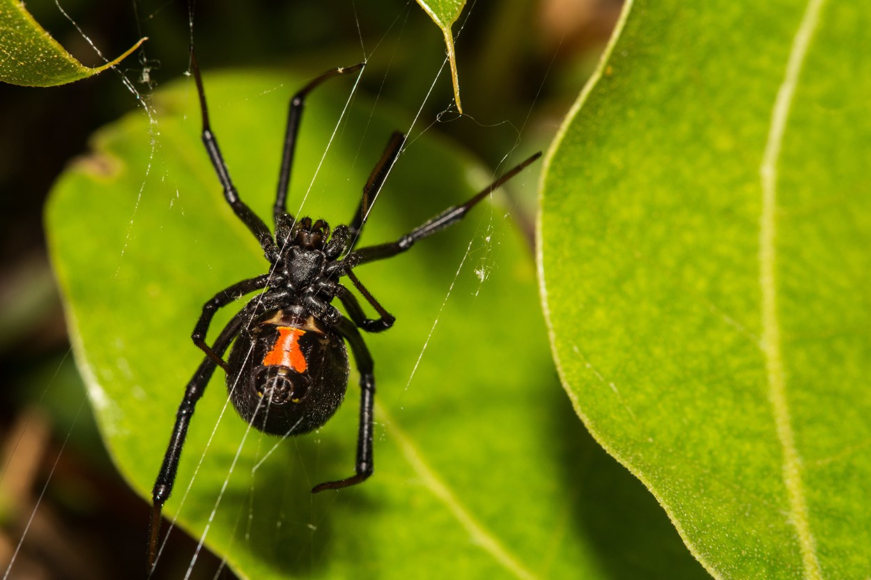 Seeing lots of black widow spiders lately? Use black widow pesticide for their quick and complete elimination.