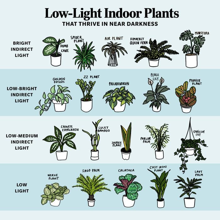 plants indirect light which ones grow best (top picks for low light areas)