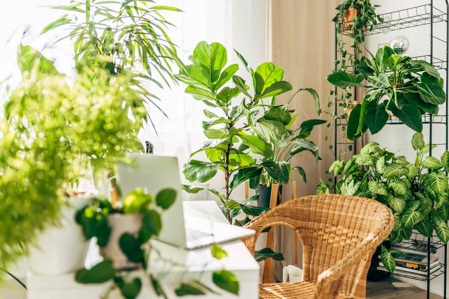 Indirect Light Plant Care: Easy Tips to Keep Them Thriving Indoors
