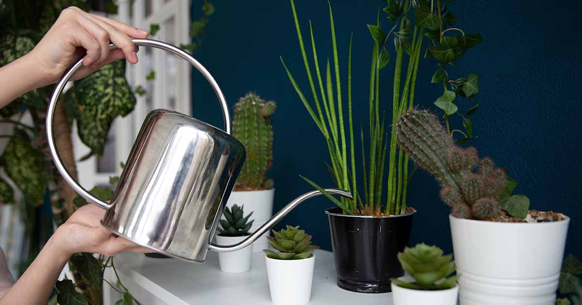 Top 5 Styles of Custom Watering Cans for Unique Plant Care
