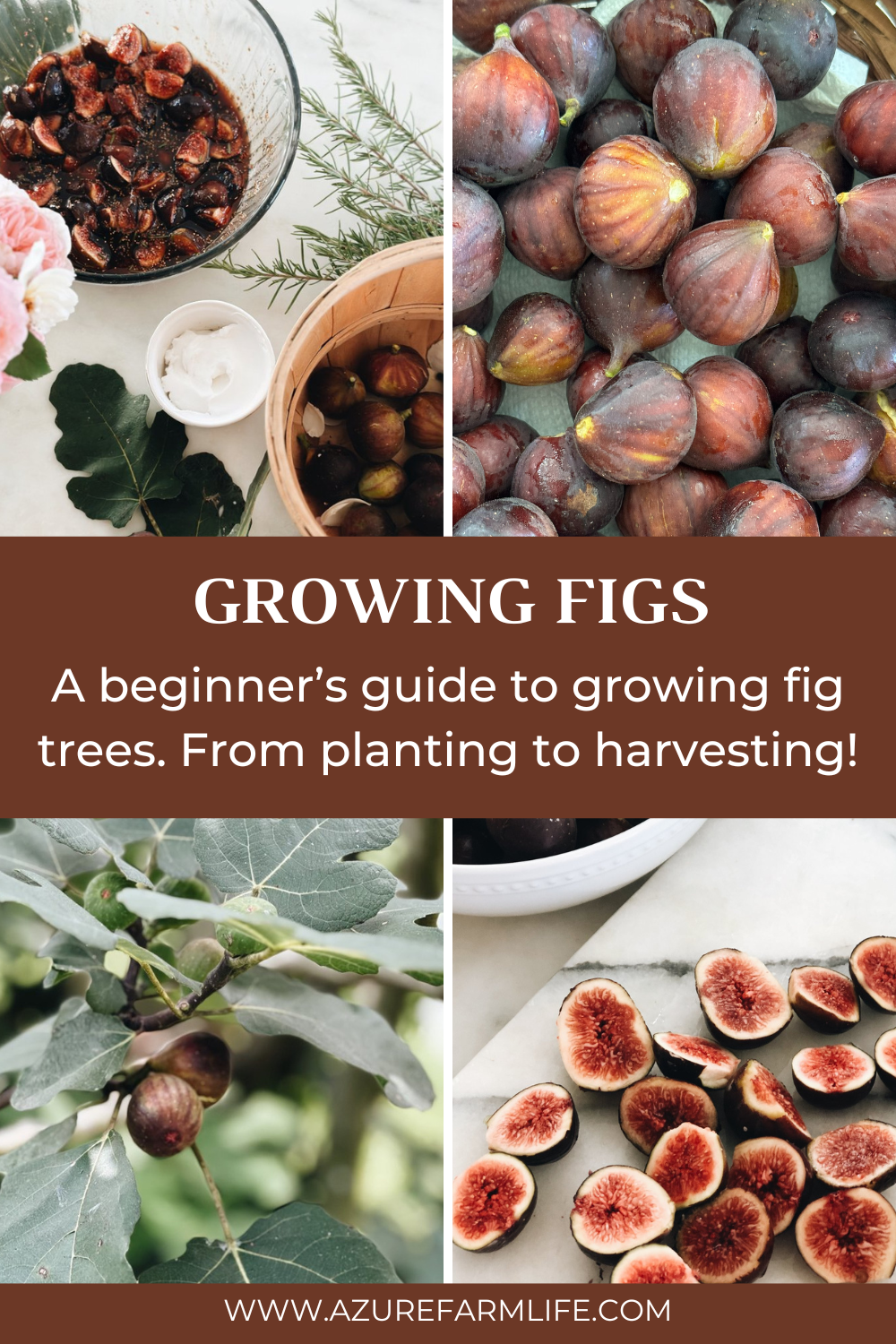 How to Repot Figs Step by Step: Easy Guide for Beginners