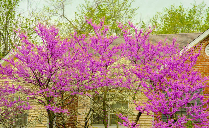 What Redbud Tree Diseases Look Like? Easy Spotting Guide with Photos